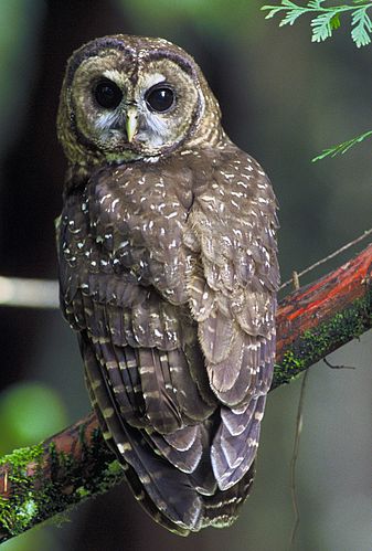 Spotted owl